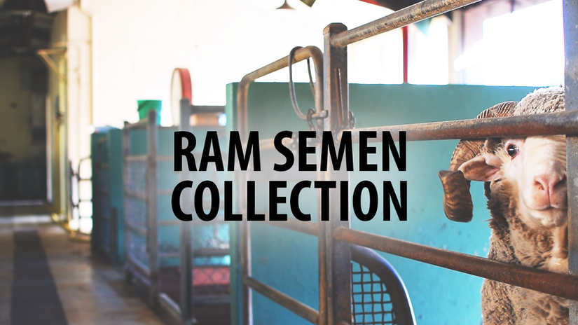How to collect ram semen
